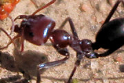 Meat Ant (Iridomyrmex purpureus) (Iridomyrmex purpureus)